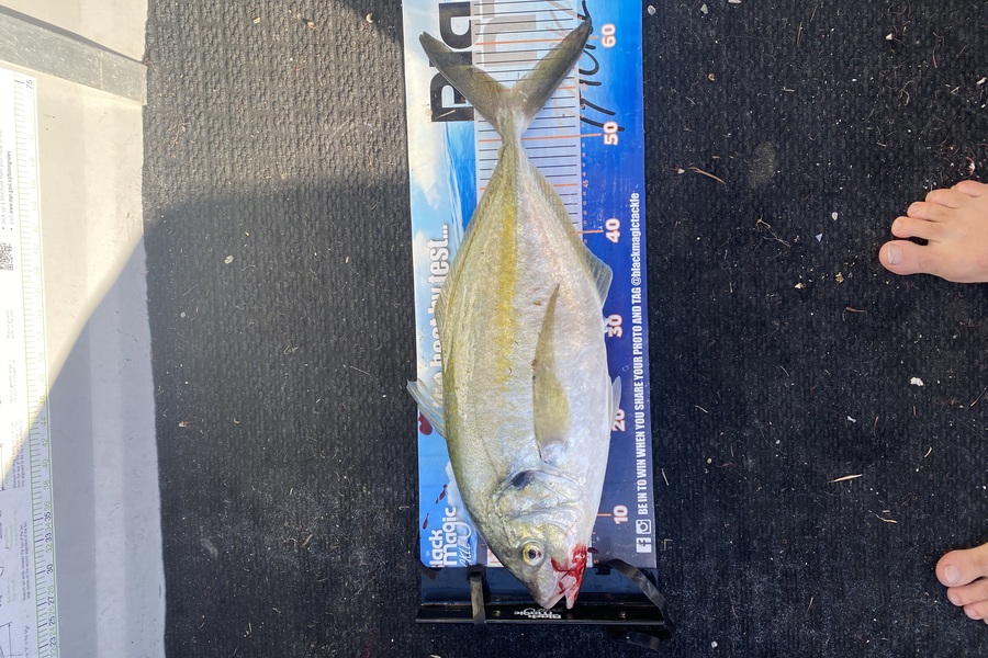 Andy Riley caught this 55.5cm Trevally at Nelson/Marlborough during The Export NZ Fishing Competition