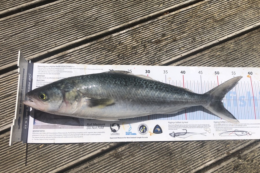 Andrew Froome caught this 50.0cm Kahawai at Taranaki during The Export NZ Fishing Competition