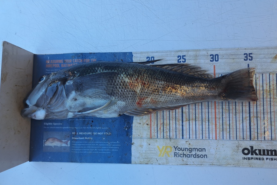 Harry Kovacs caught this 35.5cm Blue Cod at Wellington during The Export NZ Fishing Competition