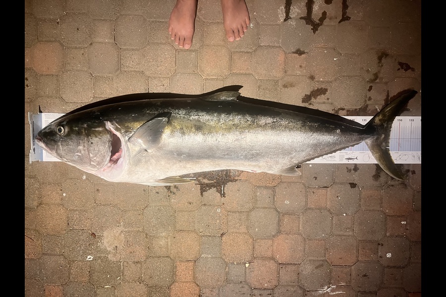 Gabe Wills caught this 146.0cm Kingfish at Bay of Plenty during The Export NZ Fishing Competition