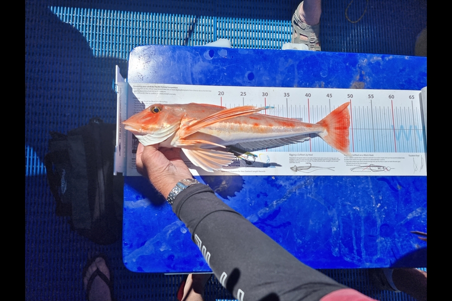 Tess Flowers-Henry caught this 49.0cm Gurnard at Wellington during The Export NZ Fishing Competition