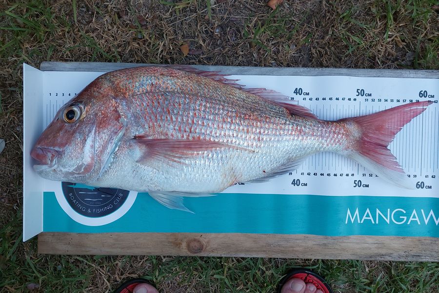 Glenn Shakespeare  caught this 54.0cm Snapper at Northland during The Export NZ Fishing Competition