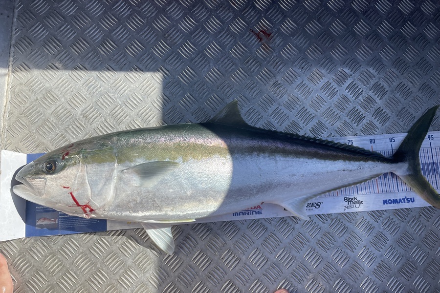 Nathan Robinson caught this 91.5cm Kingfish at Canterbury during The Export NZ Fishing Competition
