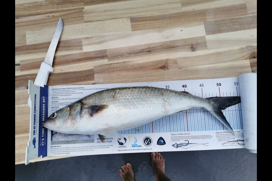 Jordan Smith caught this 50.0cm Kahawai at Auckland during The Export NZ Fishing Competition