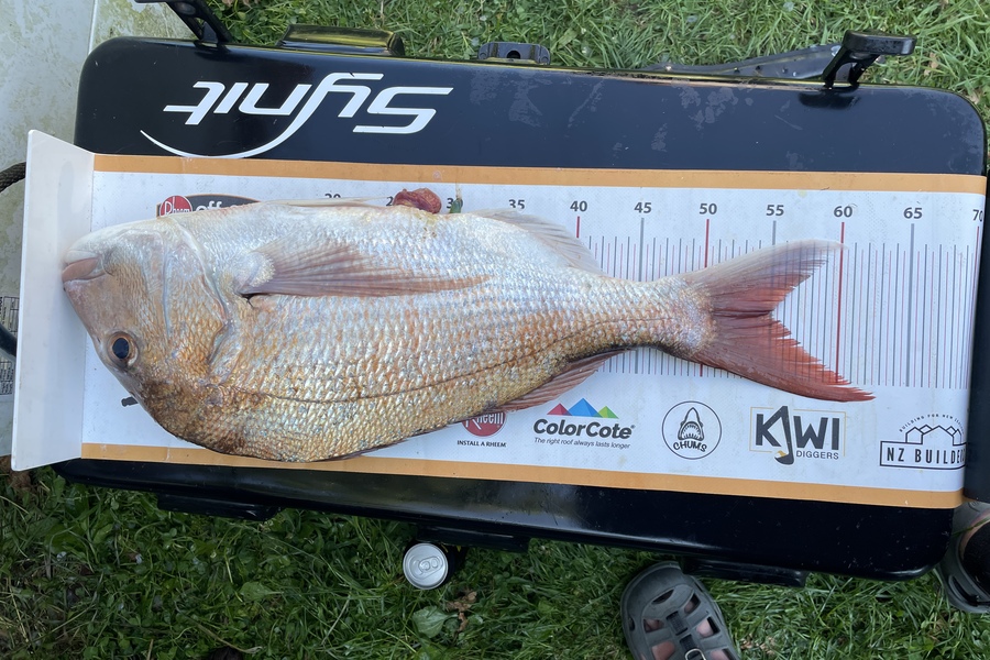 paul jackson caught this 54.5cm Snapper at Taranaki during The Export NZ Fishing Competition