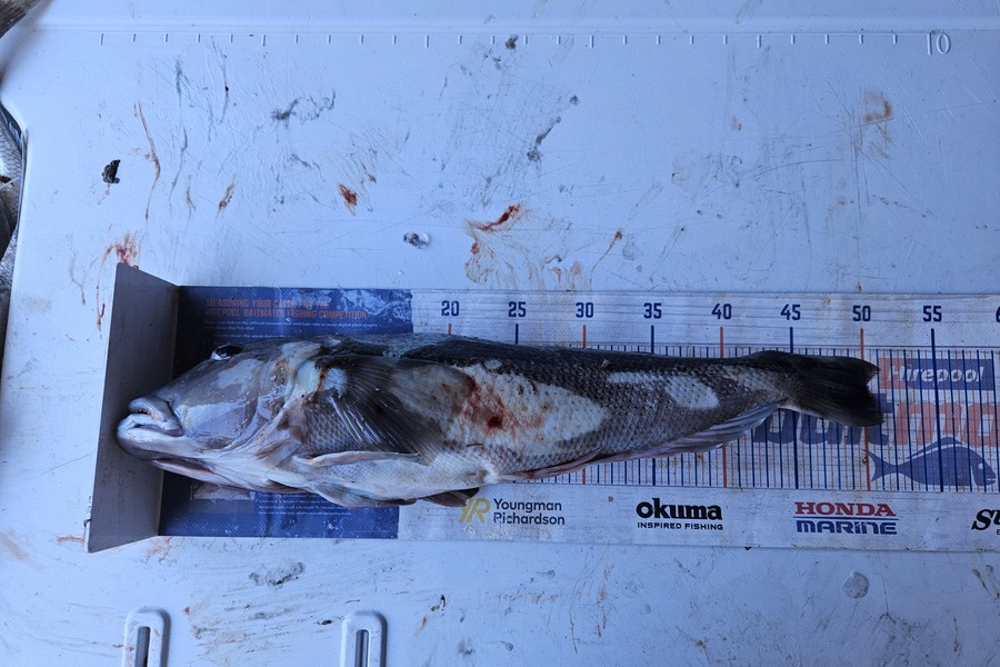 David Kovacs caught this 50.0cm Blue Cod at Wellington during The Export NZ Fishing Competition