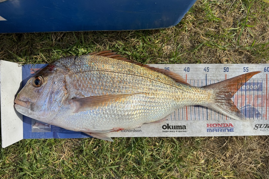 Cain Manley caught this 51.0cm Snapper at Bay of Plenty during The Export NZ Fishing Competition