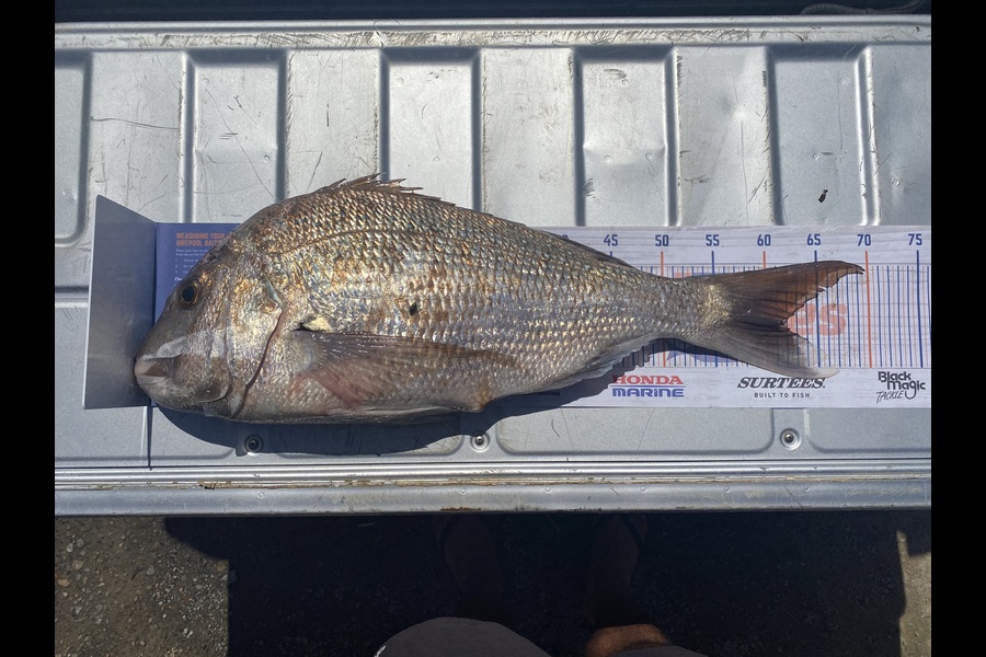 Gary Allan caught this 61.5cm Snapper at Wellington during The Export NZ Fishing Competition