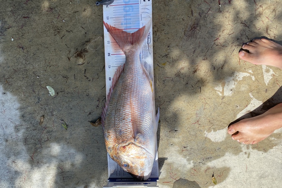 Shane MacRae caught this 58cm Snapper at Taranaki during The Export NZ Fishing Competition