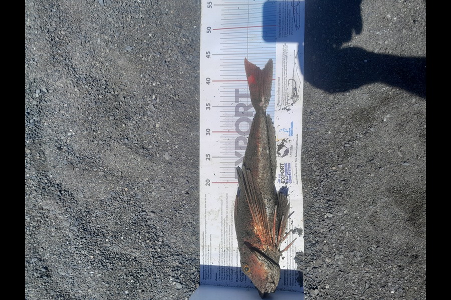 John Field caught this 41.5cm Gurnard at Wairarapa
 during The Export NZ Fishing Competition