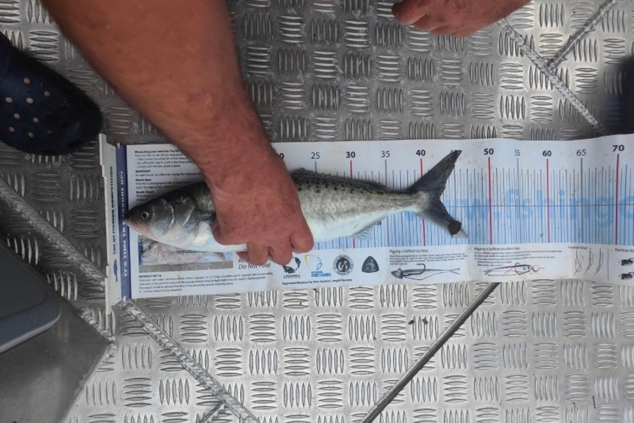 Hendrik Klopper caught this 42.5cm Kahawai at Northland during The Export NZ Fishing Competition