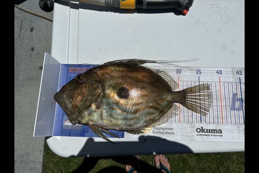 Blair Brookbanks caught this 38.0cm John Dory at Coromandel during The Export NZ Fishing Competition