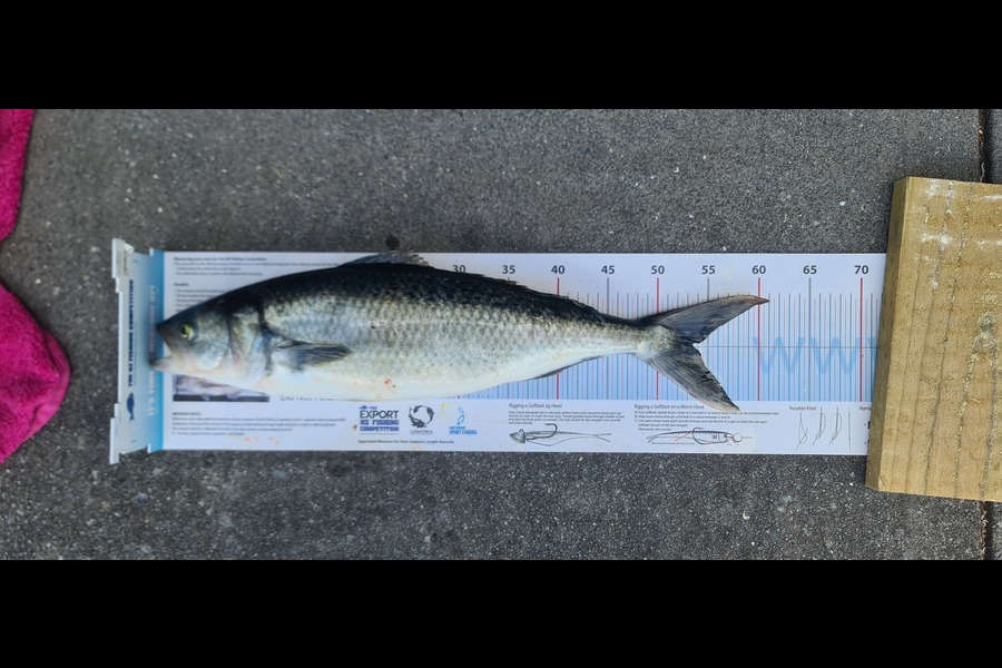 Mike Blowers caught this 53.5cm Kahawai at Northland during The Export NZ Fishing Competition