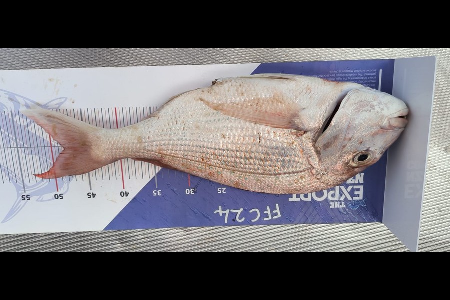 Steve Ford caught this 48.0cm Snapper at Auckland during The Export NZ Fishing Competition