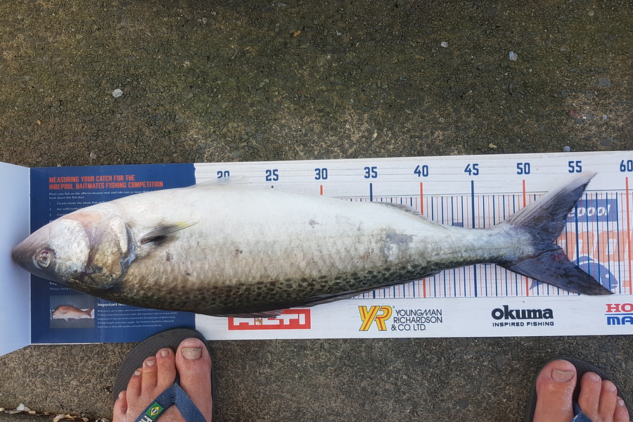 Glenn Lucas caught this 52.5cm Kahawai at Auckland during The Export NZ Fishing Competition