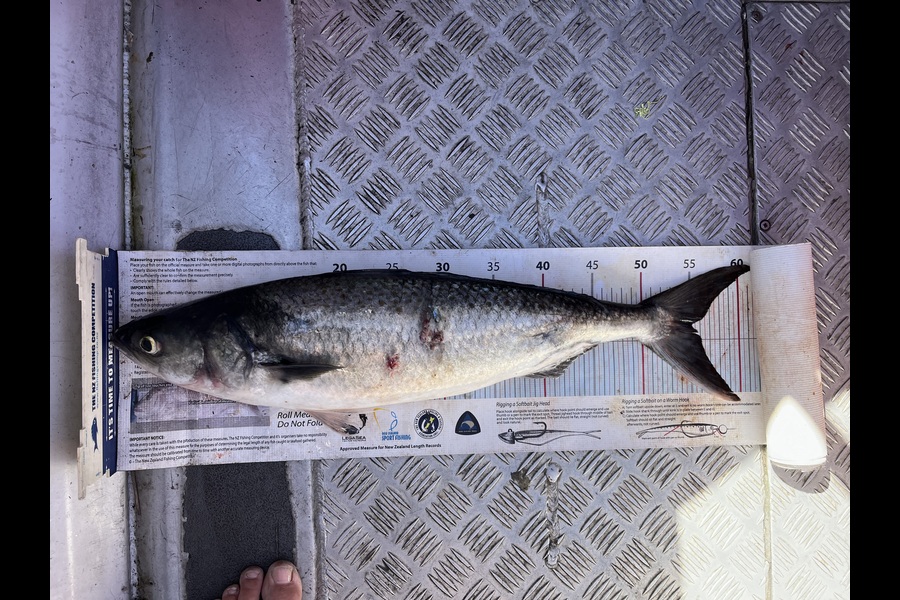 Mikey Moses caught this 55.0cm Kahawai at Coromandel during The Export NZ Fishing Competition