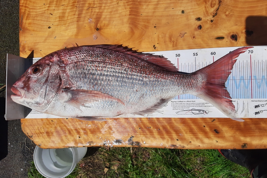 Daniel Simons caught this 62.5cm Snapper at Taranaki during The Export NZ Fishing Competition