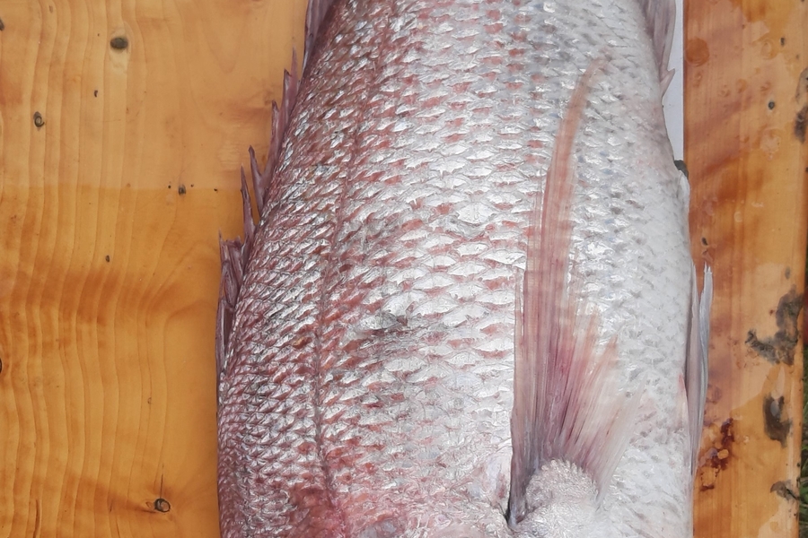 Daniel Simons caught this 77cm Snapper at Taranaki during The Export NZ Fishing Competition