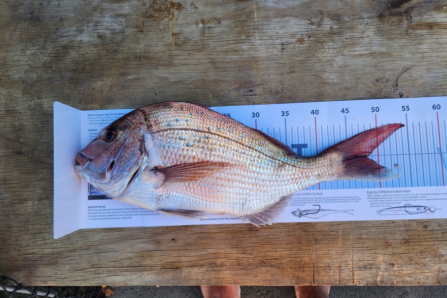 Nathan Jane caught this 48.0cm Snapper at Wellington during The Export NZ Fishing Competition
