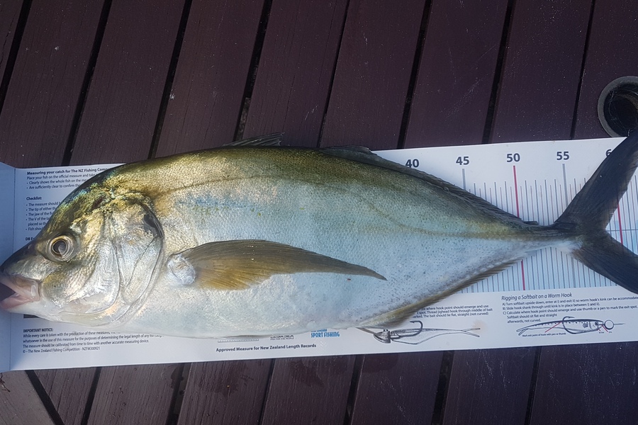 Paul  Alexander caught this 58.5cm Trevally at Northland during The Export NZ Fishing Competition