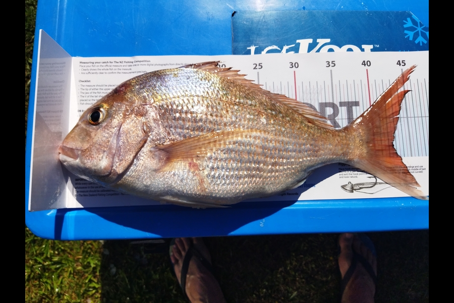 Riaan Fourie caught this 42.5cm Snapper at Waikato during The Export NZ Fishing Competition