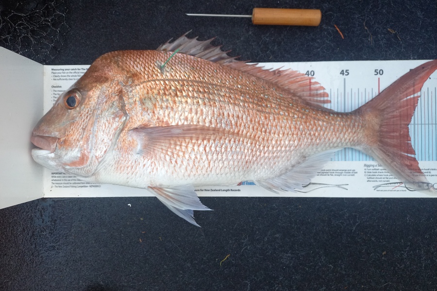 Andrew Tohu caught this 54.0cm Snapper at Northland during The Export NZ Fishing Competition