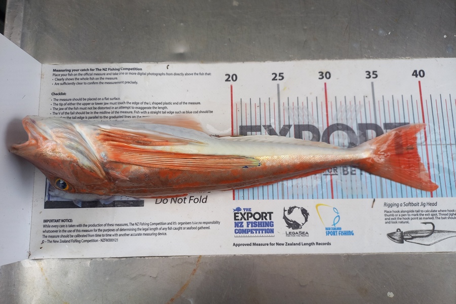 Andrew Tohu caught this 39.0cm Gurnard at Northland during The Export NZ Fishing Competition
