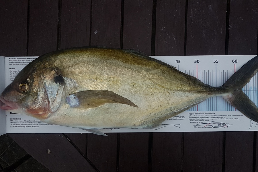 Paul  Alexander caught this 61.5cm Trevally at Northland during The Export NZ Fishing Competition