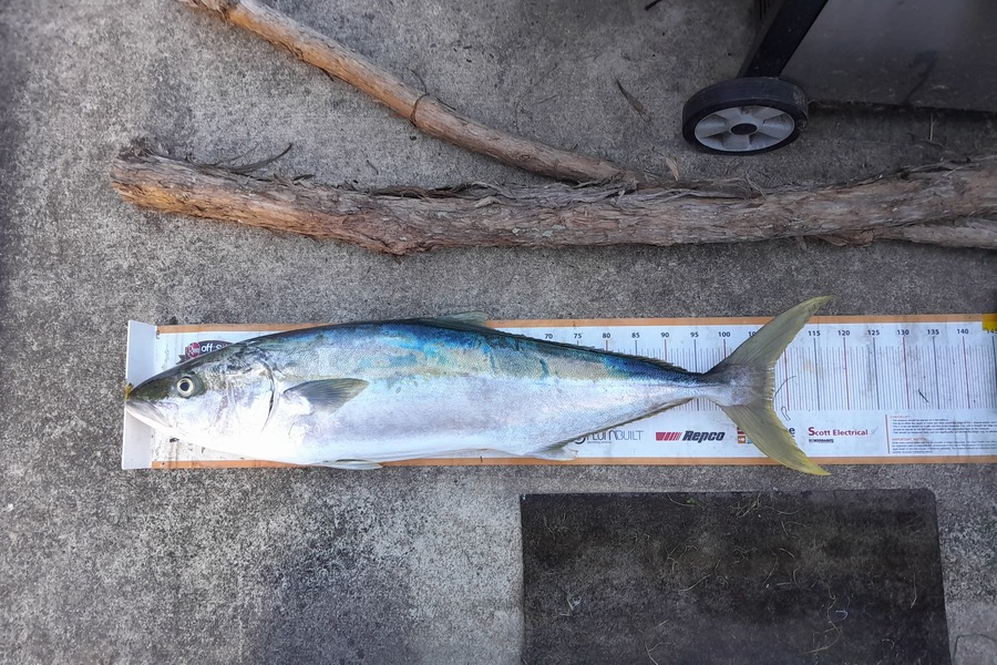 Sam Griggs caught this 106.0cm Kingfish at Taranaki during The Export NZ Fishing Competition