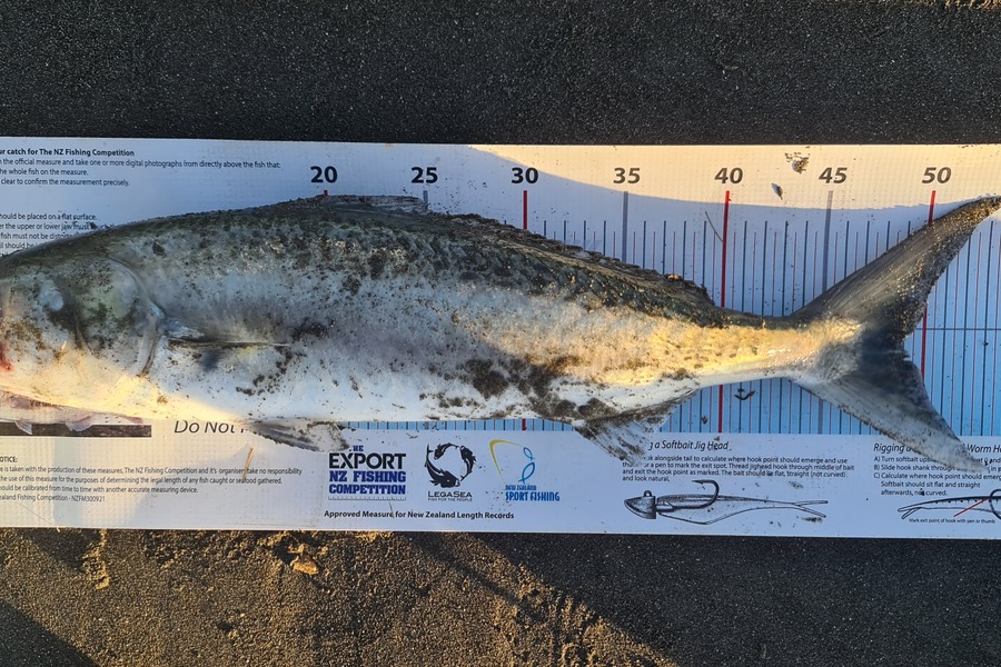 Scott Bassett caught this 49cm Kahawai at Manawatu during The Export NZ Fishing Competition