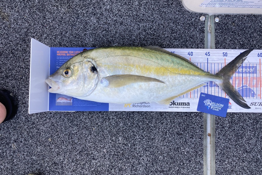 Scott Brunt caught this 51.0cm Trevally at Nelson/Marlborough during The Export NZ Fishing Competition