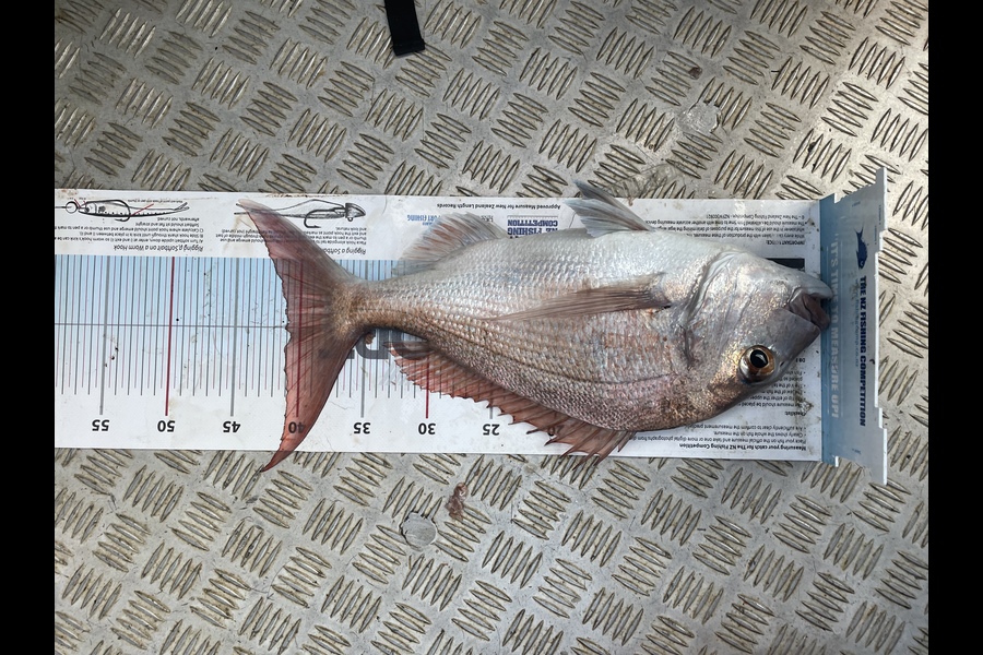 Ben Carson caught this 41.0cm Snapper at Northland during The Export NZ Fishing Competition