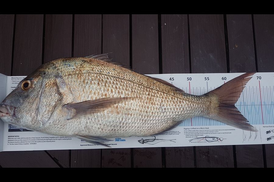 Paul  Alexander caught this 62.0cm Snapper at Northland during The Export NZ Fishing Competition