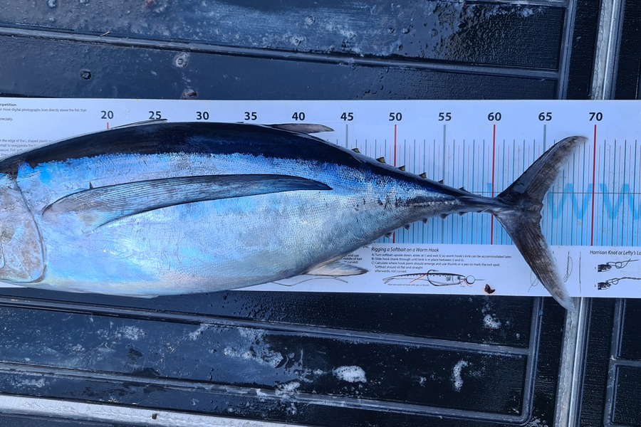 Scott Bassett caught this 65cm Albacore at Manawatu during The Export NZ Fishing Competition