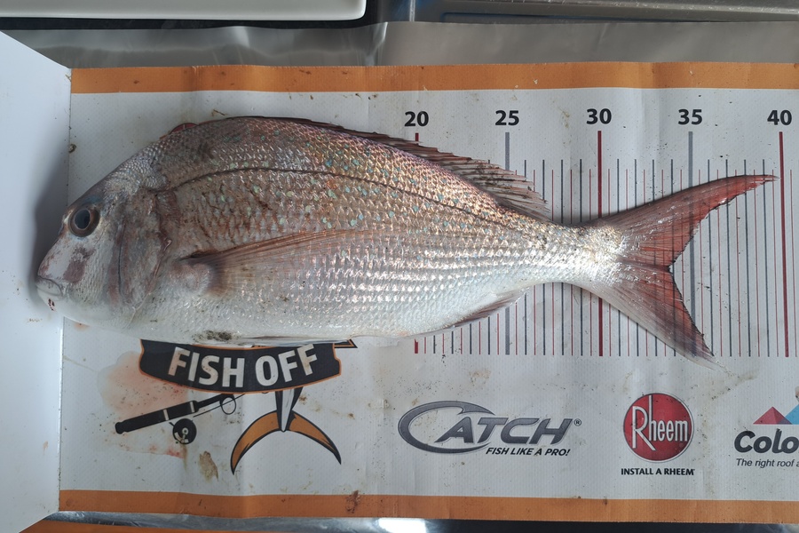 Harry Kovacs caught this 33.5cm Snapper at Wellington during The Export NZ Fishing Competition