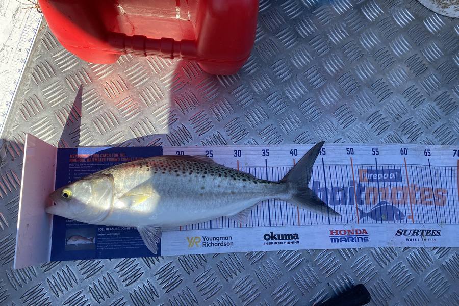 Joshua  Melchers  caught this 42.0cm Kahawai at Bay of Plenty during The Export NZ Fishing Competition