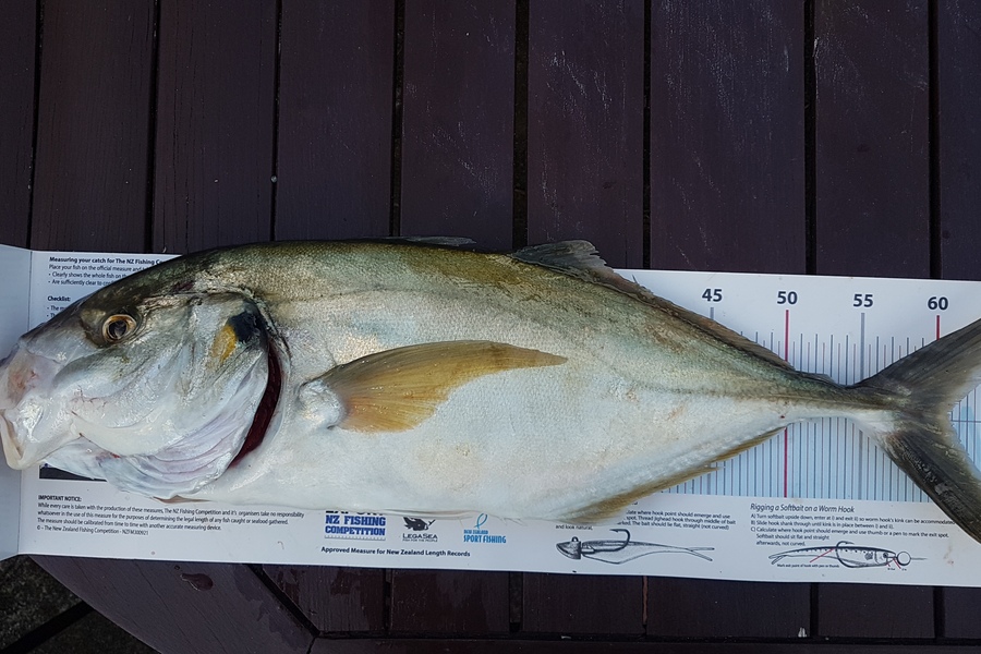 Paul  Alexander caught this 60.5cm Trevally at Northland during The Export NZ Fishing Competition