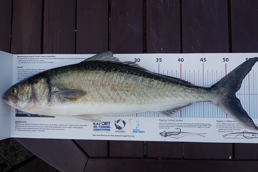 Paul  Alexander caught this 52.0cm Kahawai at Northland during The Export NZ Fishing Competition