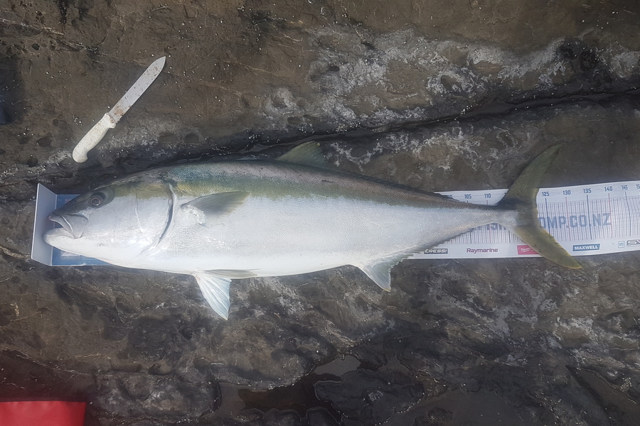 Paul White caught this 122.5cm Kingfish at East Cape during The Export NZ Fishing Competition