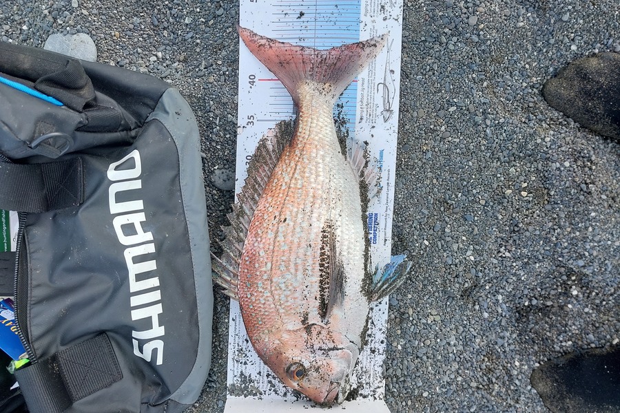 Glenn  Lanceley-cockram  caught this 43.5cm Snapper at Wairarapa
 during The Export NZ Fishing Competition
