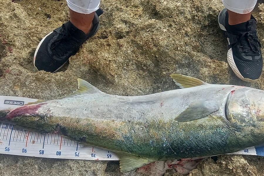 Jason Akuhata Brown caught this 110.0cm Kingfish at Hawkes Bay during The Export NZ Fishing Competition