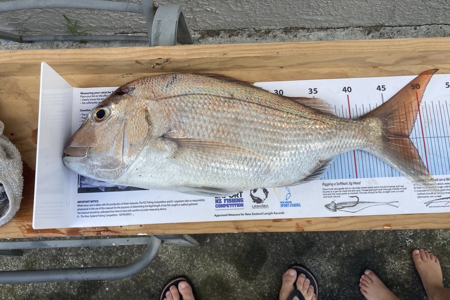 Thomas McCormack  caught this 48.0cm Snapper at Wairarapa
 during The Export NZ Fishing Competition