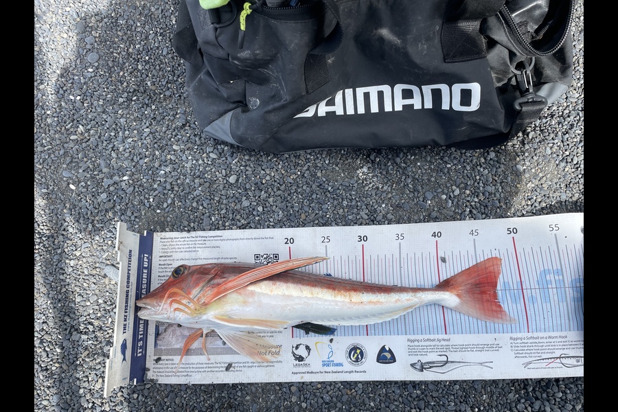 tyron smith caught this 46.5cm Gurnard at Wairarapa
 during The Export NZ Fishing Competition