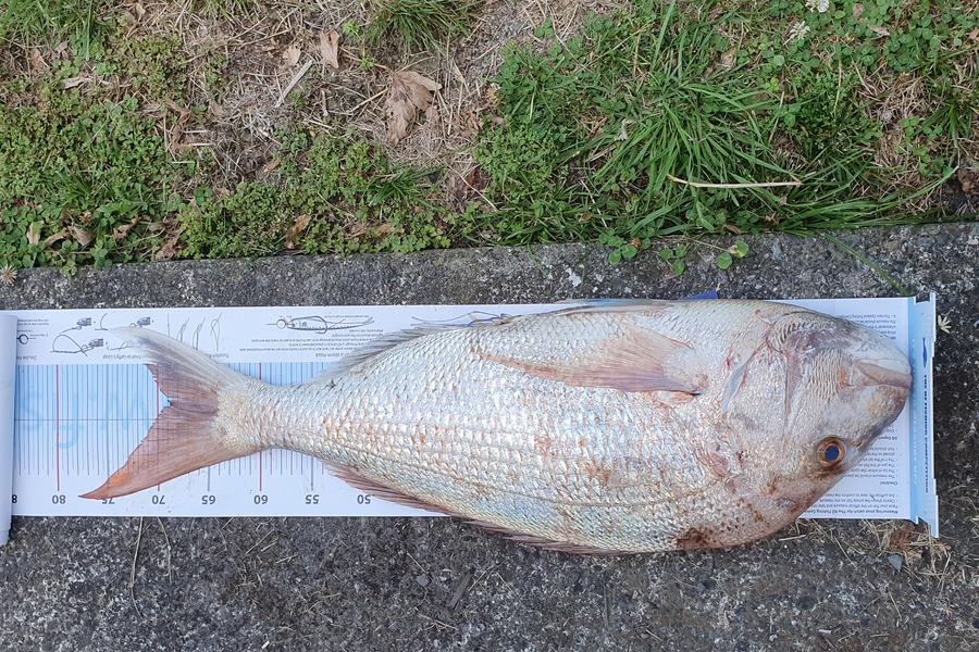 Yolande Jeffares caught this 68.5cm Snapper at Nelson/Marlborough during The Export NZ Fishing Competition