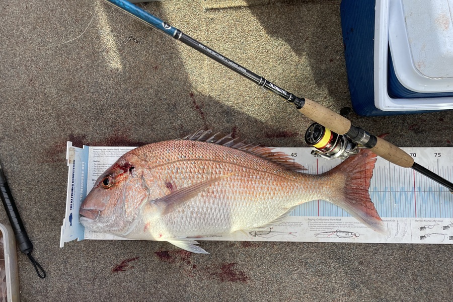 Phil Lynch caught this 60.5cm Snapper at Coromandel during The Export NZ Fishing Competition