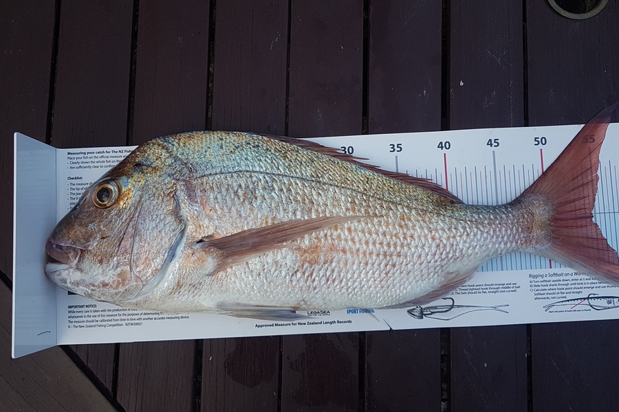 Paul  Alexander caught this 54.5cm Snapper at Northland during The Export NZ Fishing Competition