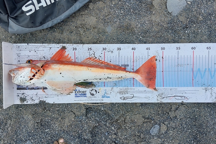 Glenn  Lanceley-cockram  caught this 47.5cm Gurnard at Wairarapa
 during The Export NZ Fishing Competition