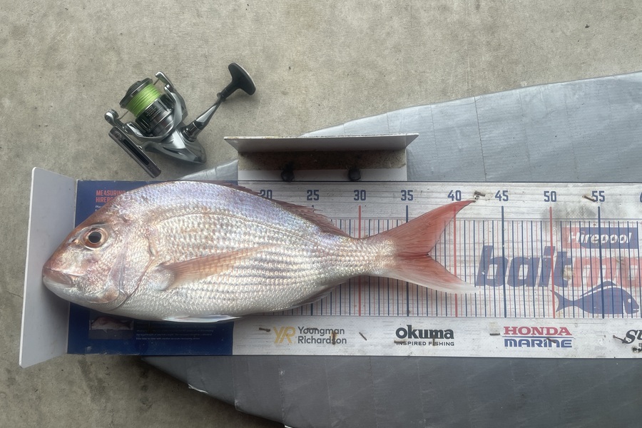 Graeme Duncan caught this 37.0cm Snapper at Bay of Plenty during The Export NZ Fishing Competition