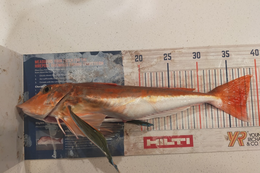 Laurence Knighton caught this 38cm Gurnard at Canterbury during The Export NZ Fishing Competition