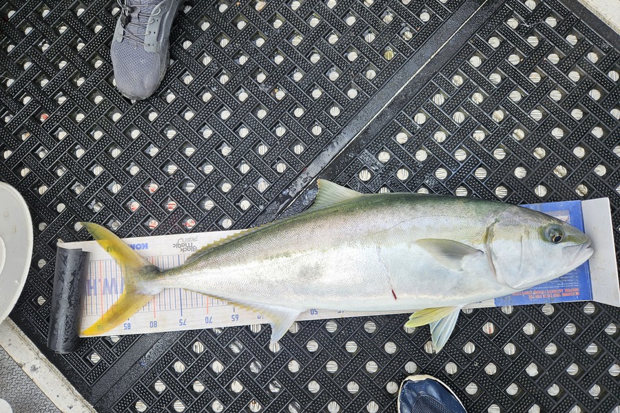 David Kovacs caught this 85.5cm Kingfish at Wellington during The Export NZ Fishing Competition